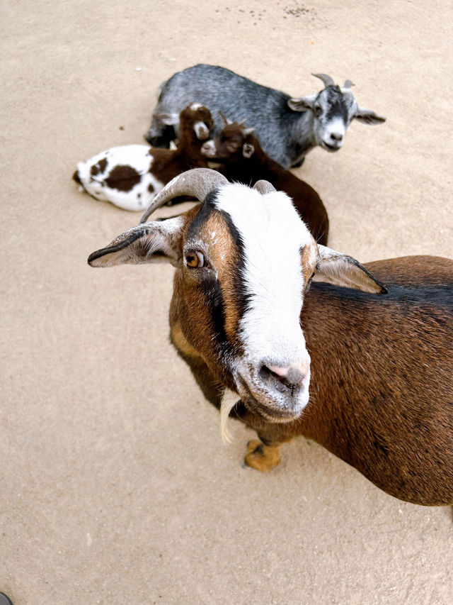 Feeding Animals in the Bentong Farm