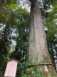 【神奈川 箱根】箱根のパワースポット⛩️箱根神社