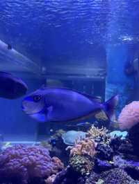 ย้อนเวลาไปเที่ยวบางแสน🐬🐟🐠
