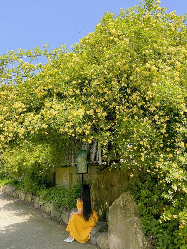 💛창원에서 제일 예쁜 목향장미 포토존💛