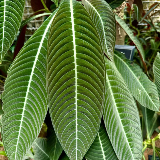 「沖繩東南植物樂園：珍稀植物，科普教育，豐富遊園體驗」