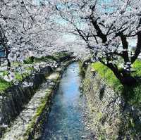 関川の桜