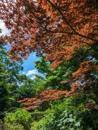 日本京都-賞花踏青的好去處：京都府立植物園