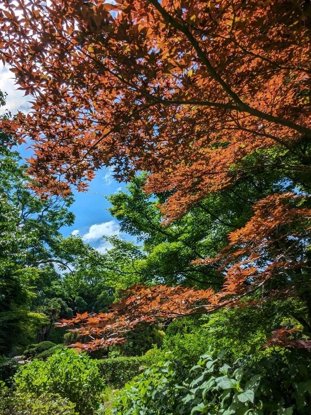 日本京都-賞花踏青的好去處：京都府立植物園