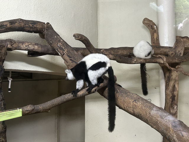 臺北市立動物園 Taipei Zoo
