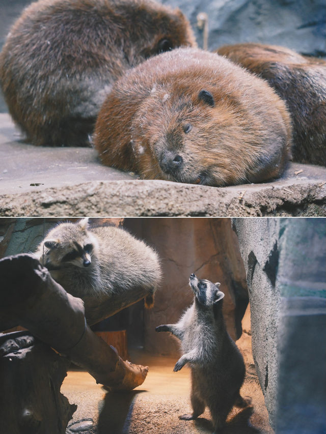 日本｜ 神戶動物王國 近距離接觸水豚君～