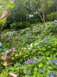 【鎌倉】海岸と紫陽花の神ロケーション『長谷寺』