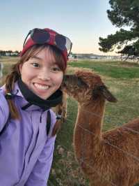 【紐西蘭南島】蒂阿瑙休息站可以餵羊駝!?