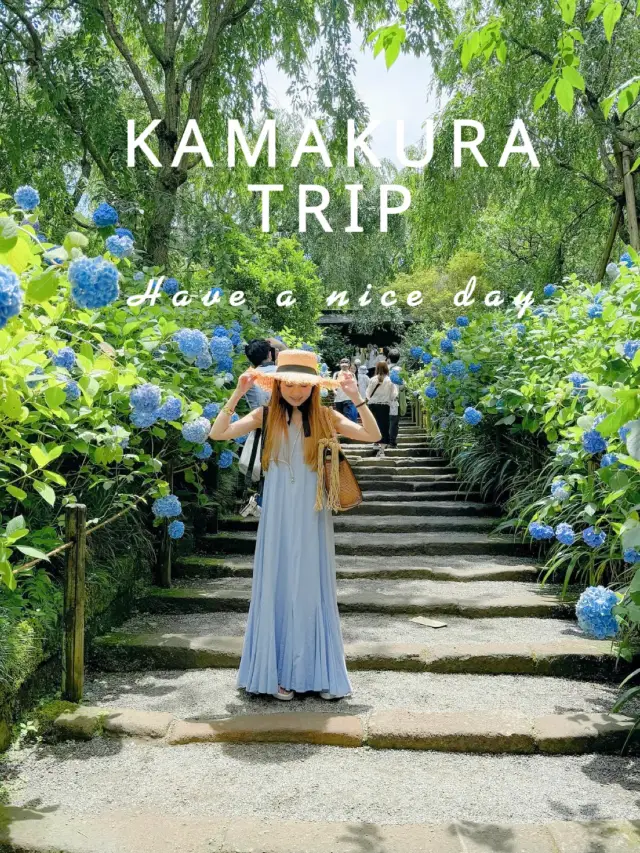 現在正是最佳觀賞期！2024年明月院　繡球花觀賞資訊