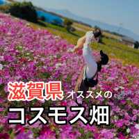 【滋賀県】季節のお花は旅の醍醐味！コスモス畑で写真映え