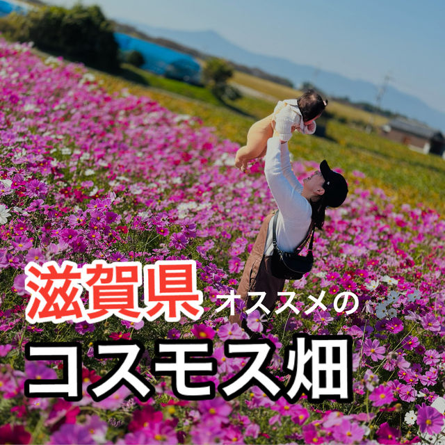 【滋賀県】季節のお花は旅の醍醐味！コスモス畑で写真映え