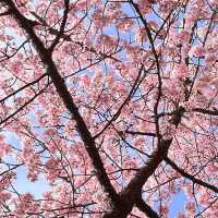 【京都／淀】ピンクが可愛い河津桜の花見スポット