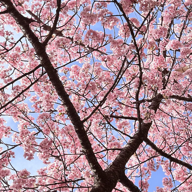 【京都／淀】ピンクが可愛い河津桜の花見スポット
