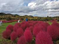 日本北海道-上萬株由綠轉紅的可愛波波草：由仁花園 Yuni Garden