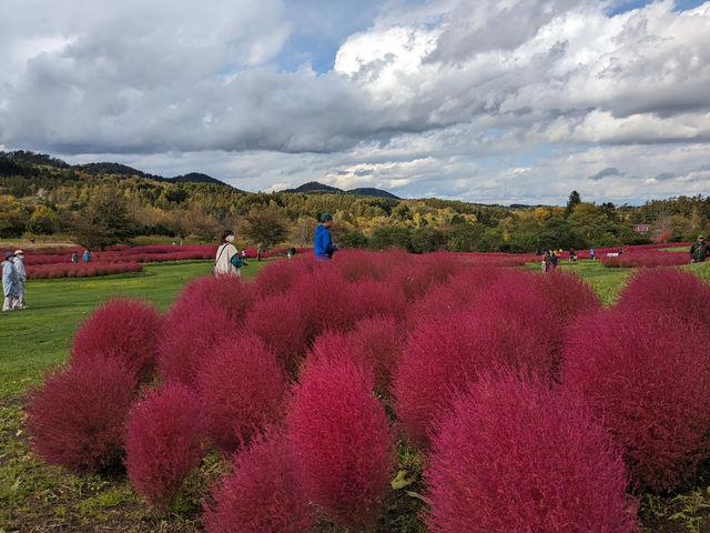 日本北海道-上萬株由綠轉紅的可愛波波草：由仁花園 Yuni Garden