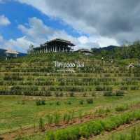 ไร่ชา 1000 ไมล์ 