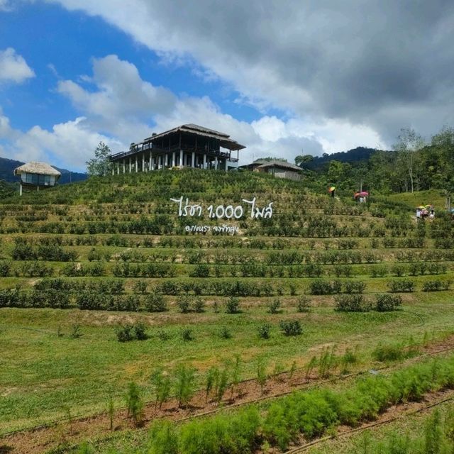 ไร่ชา 1000 ไมล์ 