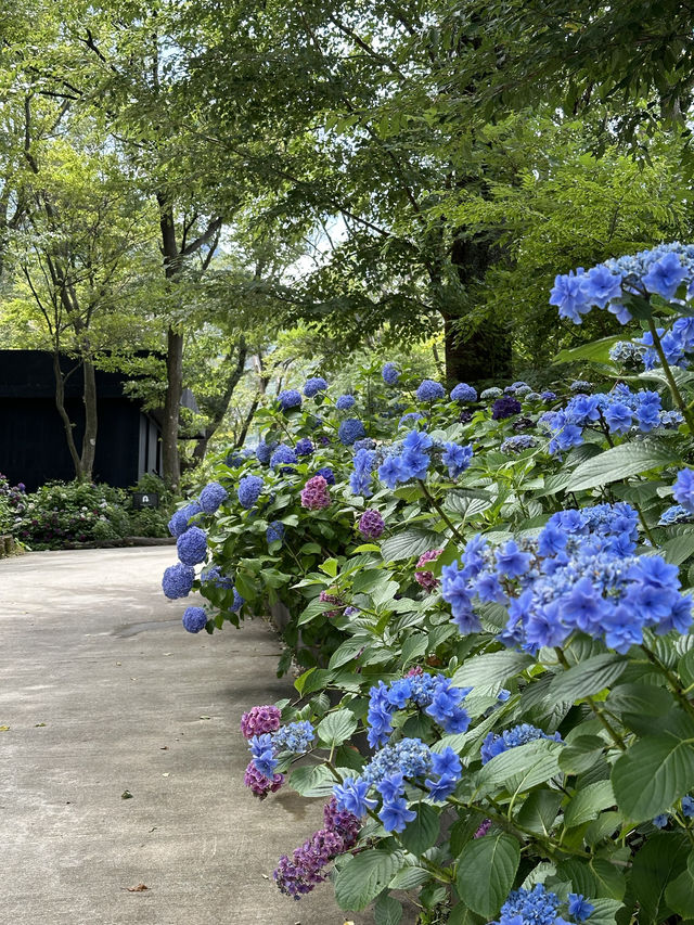 【箱根・強羅】　自然の中で花を愛でるオシャレなガーデン
