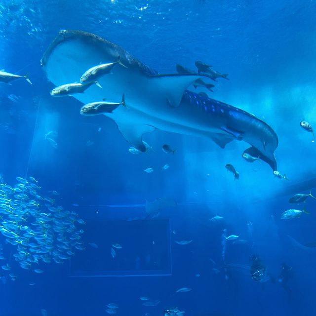 2024沖繩行～鯨鯊真的好大呀～在水族館被藍天白雲追逐