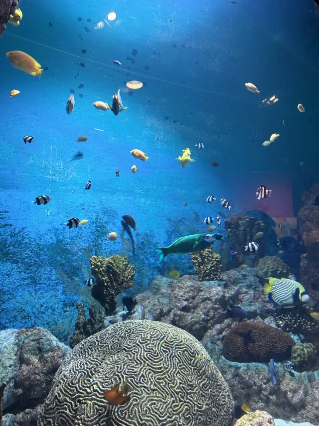 與可愛的海洋生物一起療癒身心 COEX Aquarium