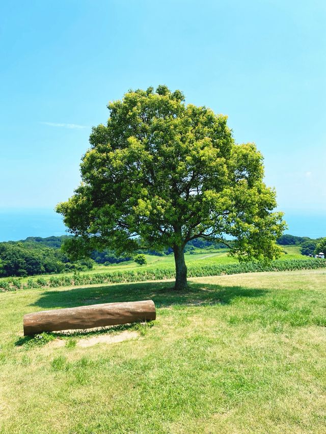 【淡路島】迫力！ペチュニアの大花壇（2024年8月1週目）