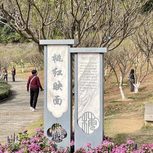 深圳福田梅園-梅花品種豐富，交通方便，影相打咭好地方