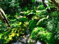 คาเฟ่ในป่าหิมพานต์เชียงใหม่เขียวชะอุ่มสดชื่นมาก