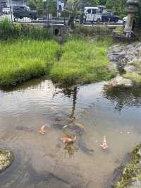 【島根】鯉！湯閼伽の井戸