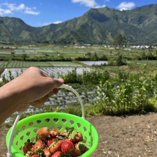Naturally beautiful of Sembalun village, Lombok 🇮🇩 