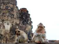 รีวิว พระปรางค์สามยอด 🐒🐒🐒