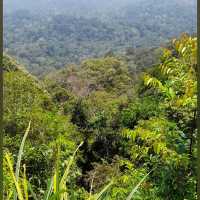 Into the Wild: Uncover the Mysteries of Taman Negara, Pahang