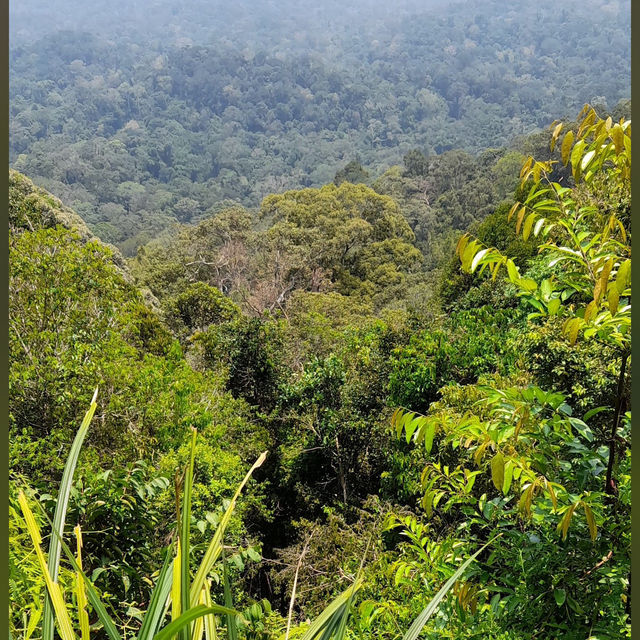 Into the Wild: Uncover the Mysteries of Taman Negara, Pahang