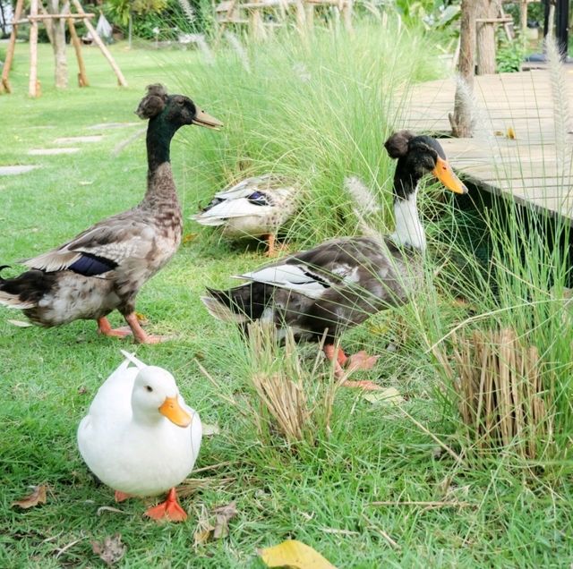 บ้านสวนรอยจรัล: คาเฟ่มินิมอลสุดโฮมมี่ในอยุธยา