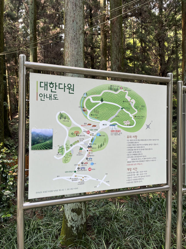 국내 녹차밭 야외데이트