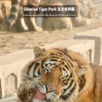 📍 Siberia Tiger Park 黑龙江·哈尔滨|东北虎林园  สถานที่ท่องเที่