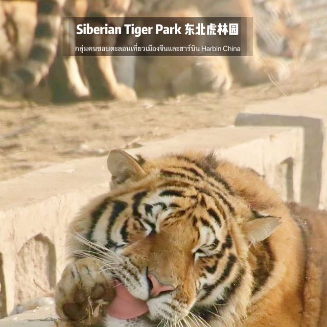 📍 Siberia Tiger Park 黑龙江·哈尔滨|东北虎林园  สถานที่ท่องเที่