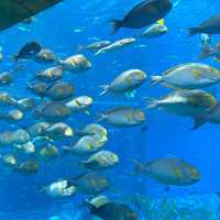 DMM Kariyushi水族館～迷人海洋世界