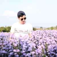 I Love Flower Farm | เชียงใหม่