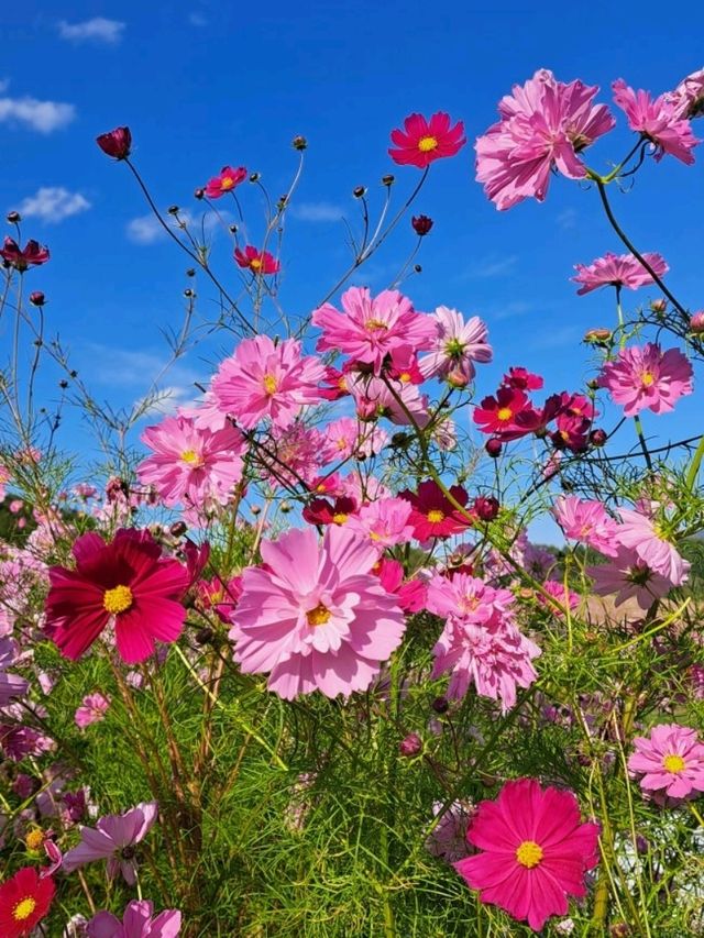 【太陽の丘えんがる公園コスモス園:北海道遠軽町】秋の訪れを教えてくれるコスモス🌸