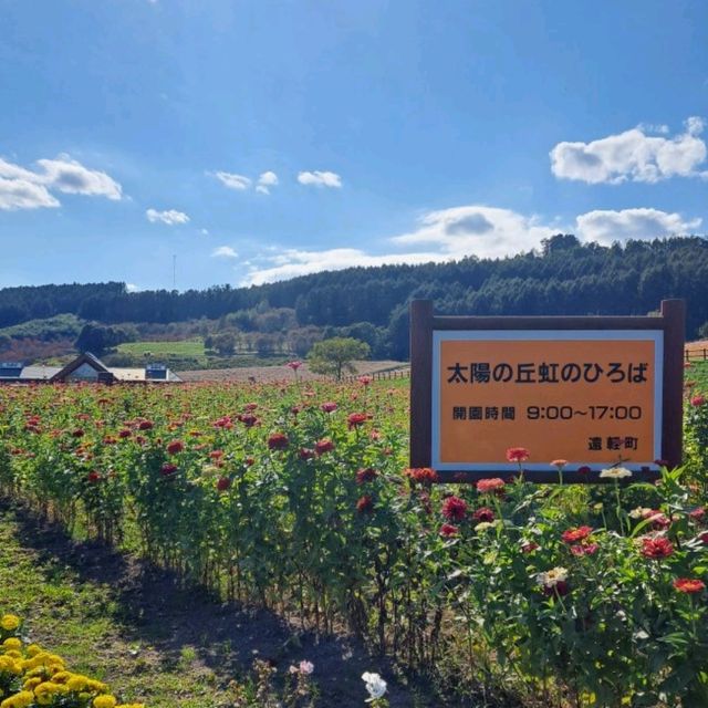 【太陽の丘えんがる公園コスモス園:北海道遠軽町】秋の訪れを教えてくれるコスモス🌸