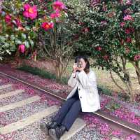 미리 준비하는 겨울 제주 동백 포토존, 허브동산 🌺