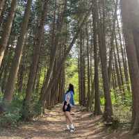전북 정읍 내장산 국립공원 숲길🍀