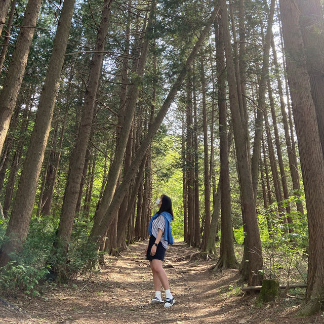 전북 정읍 내장산 국립공원 숲길🍀