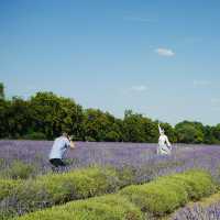 Mayfield lavender Farm - beautiful on either cloudy day or sunny day