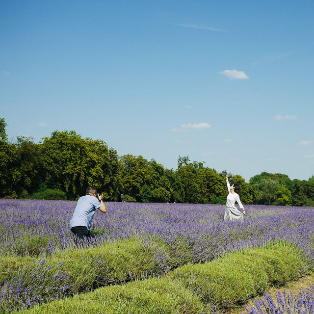 Mayfield lavender Farm - beautiful on either cloudy day or sunny day
