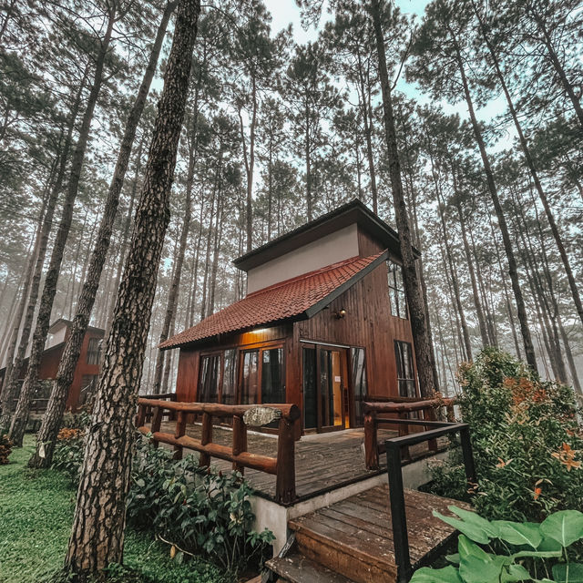 ที่พักวิวป่าสน จ.เชียงใหม่🍂🪵