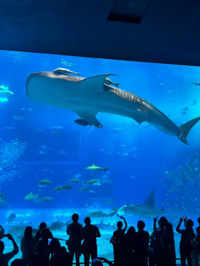 沖繩美麗海水族館