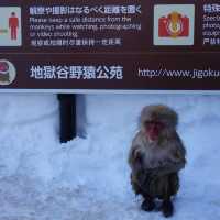 寒冬中的悠然：地獄谷的雪猴奇遇