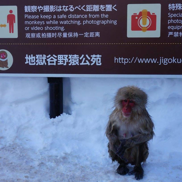 寒冬中的悠然：地獄谷的雪猴奇遇