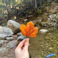 Autumn Bliss: White Mountain National Forest's Vibrant Splendor 